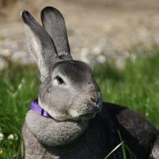 Kanin Princess Zara Celine