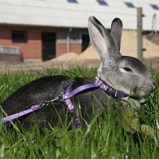 Kanin Princess Zara Celine