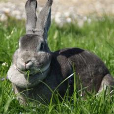 Kanin Princess Zara Celine