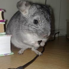 Chinchilla Gustav