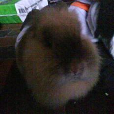 Kanin Mille<3 Tidligere kanin