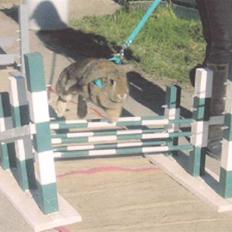 Kanin Andrea † DØD  27.06.2007 †