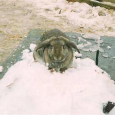 Kanin Andrea † DØD  27.06.2007 †