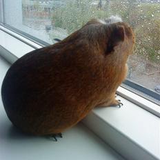 Marsvin R.I.P Stella 08/11/13