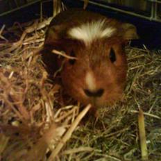 Marsvin R.I.P Stella 08/11/13