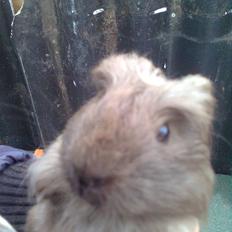 Marsvin Paradiset's Findus R.I.P