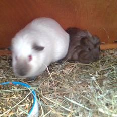 Marsvin Paradiset's Findus R.I.P