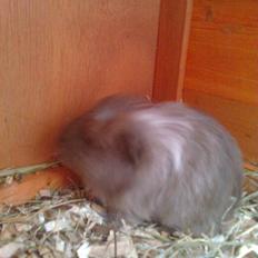 Marsvin Paradiset's Findus R.I.P