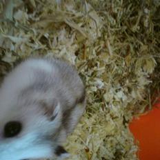 Dværghamster Bianca