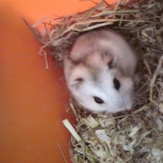 Dværghamster Bianca