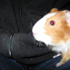 Marsvin Snubbi (Død)