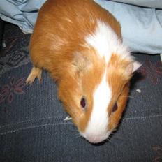 Marsvin Snubbi (Død)