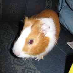 Marsvin Snubbi (Død)