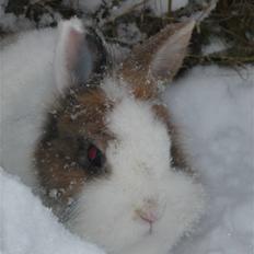 Kanin Fru. Kanin R.I.P <3