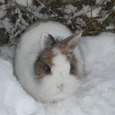 Kanin Fru. Kanin R.I.P <3