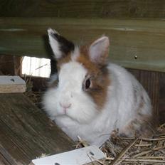 Kanin Fru. Kanin R.I.P <3