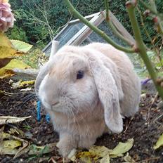Kanin Stampe *død og savnet*