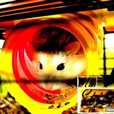 Dværghamster † Stjerne † <3