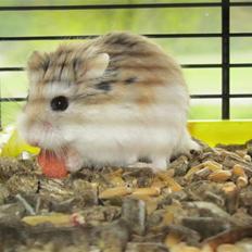 Dværghamster † Stjerne † <3