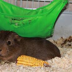 Marsvin Darwin (Perry) † R.I.P.†