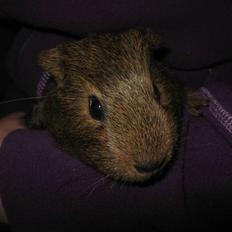 Marsvin Darwin (Perry) † R.I.P.†