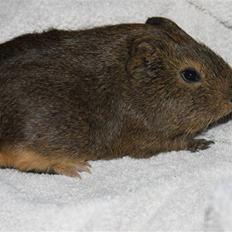 Marsvin Darwin (Perry) † R.I.P.†