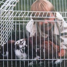 Kanin † Stampe † <3