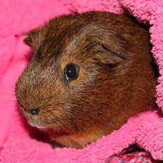 Marsvin Snusen Junior † R.I.P.†