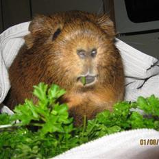 Marsvin Snusen Junior † R.I.P.†