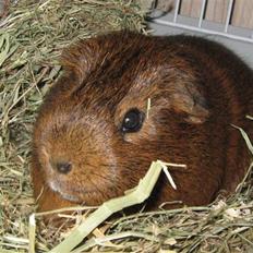 Marsvin Snusen Junior † R.I.P.†