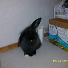 Kanin SD'S sorte filur 