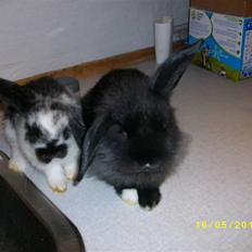 Kanin SD'S sorte filur 