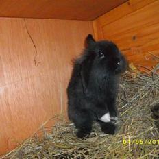 Kanin SD'S sorte filur 