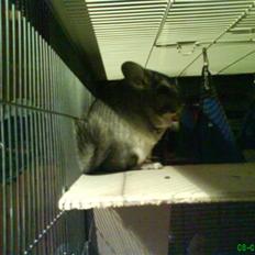 Chinchilla Freja