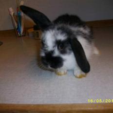 Kanin SD'S prinsesse perle 