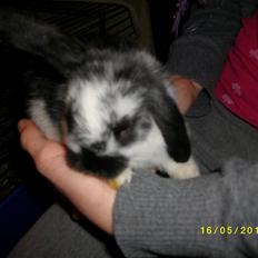 Kanin SD'S prinsesse perle 