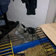 Kanin SD'S prinsesse perle 