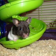 Hamster Hamtaro *RIP*