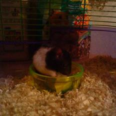 Hamster Hamtaro *RIP*