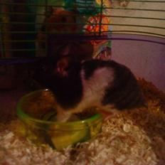 Hamster Hamtaro *RIP*