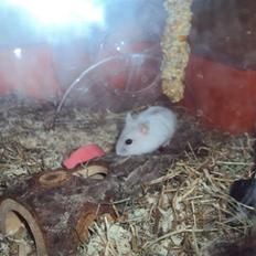 Dværghamster Snehvide (solgt)