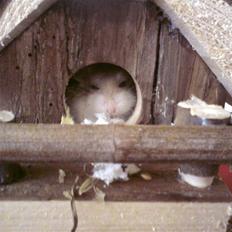 Dværghamster Quick (Død) 