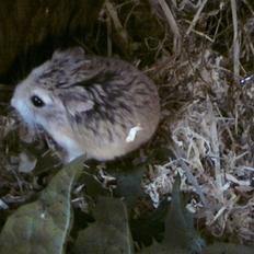 Dværghamster Quick (Død) 