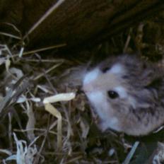 Dværghamster Quick (Død) 