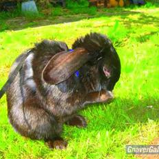 Kanin Holmens Pepsi <3