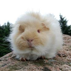 Marsvin Iesha Little Feet