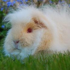 Marsvin Iesha Little Feet