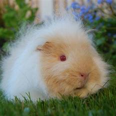 Marsvin Iesha Little Feet