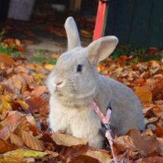 Kanin Brownie <Funny Bunny> <3