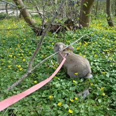 Kanin Brownie <Funny Bunny> <3